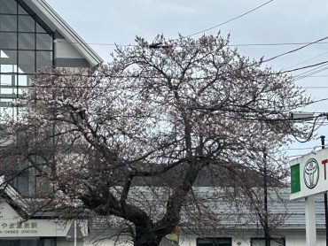 2026かみのやま温泉駅前の桜①｜「いなげ花店」　（山形県上山市の花キューピット加盟店 花屋）のブログ