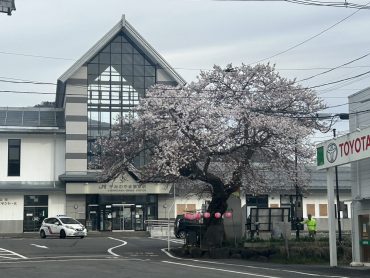 2026かみのやま温泉駅前の桜②｜「いなげ花店」　（山形県上山市の花キューピット加盟店 花屋）のブログ