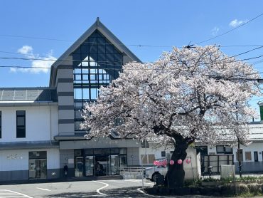 2026かみのやま温泉駅前の桜③｜「いなげ花店」　（山形県上山市の花キューピット加盟店 花屋）のブログ