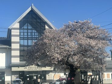 2026かみのやま温泉駅前の桜④｜「いなげ花店」　（山形県上山市の花キューピット加盟店 花屋）のブログ
