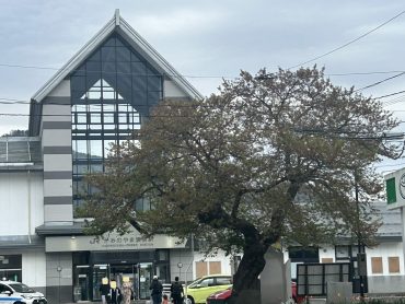 2026かみのやま温泉駅前の桜⑤｜「いなげ花店」　（山形県上山市の花キューピット加盟店 花屋）のブログ