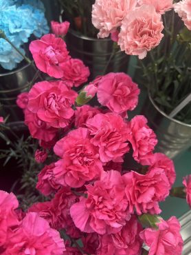 【ドリーミーチェリー】という名前のスプレーカーネーション｜「いなげ花店」　（山形県上山市の花キューピット加盟店 花屋）のブログ