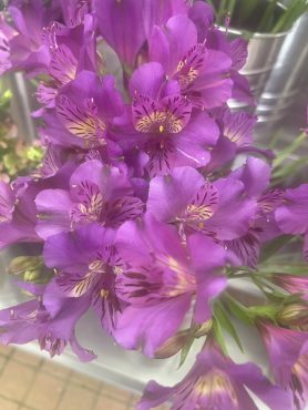 【アメジスト】という名前のアルストロメリア｜「いなげ花店」　（山形県上山市の花キューピット加盟店 花屋）のブログ