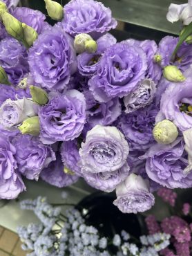 【ベールラベンダー】という名前のトルコキキョウ｜「いなげ花店」　（山形県上山市の花キューピット加盟店 花屋）のブログ