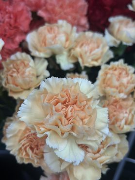 【ミモザアプリコット】という名前のカーネーション｜「いなげ花店」　（山形県上山市の花キューピット加盟店 花屋）のブログ