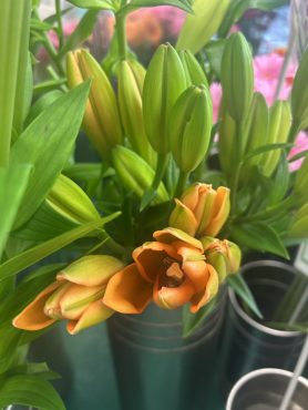 【コダイラ】という名前のスカシユリ｜「いなげ花店」　（山形県上山市の花キューピット加盟店 花屋）のブログ